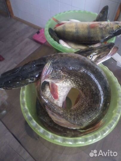 Свежая щука