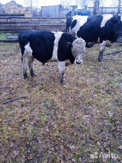 Бычки и быки