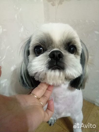 Стрижка собак (груминг)