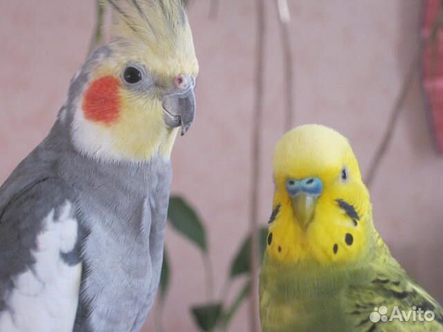 Передержка птиц