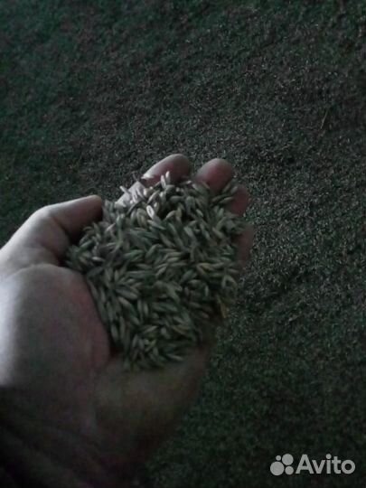 Сено солома в тюках,овёс бункерный