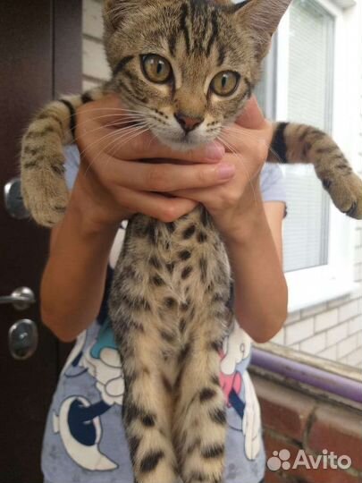Бенгальский котёнок