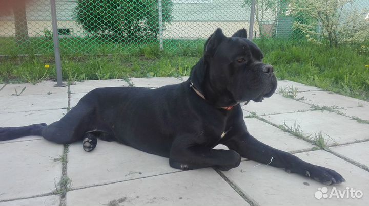 Предлагаю для вязки