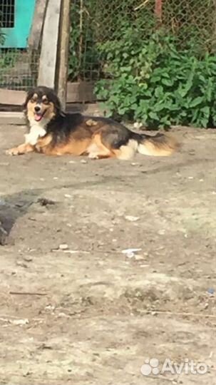 Пёсик в добрые руки