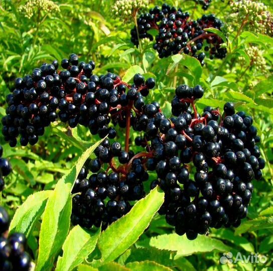 Семена бузины черной