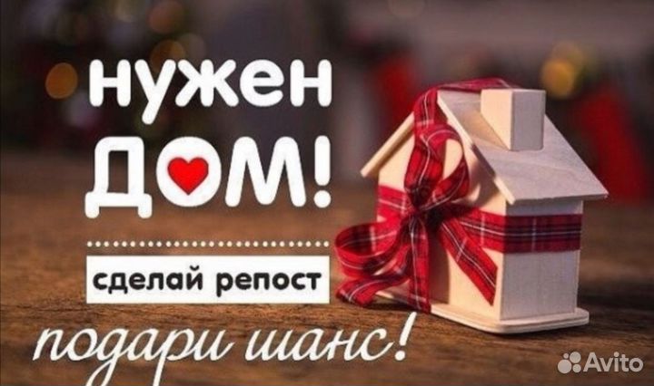 Кот Батон ищет дом