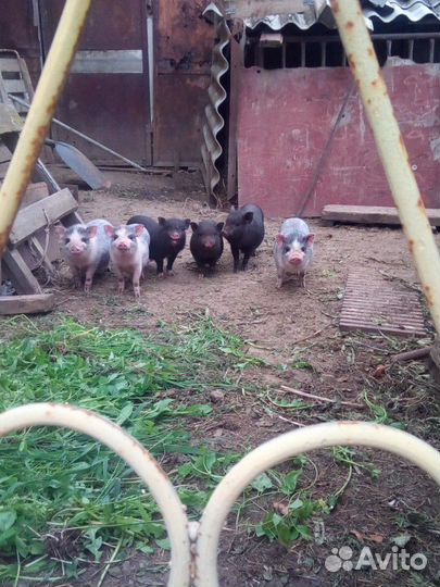 Вьетнамские Просята