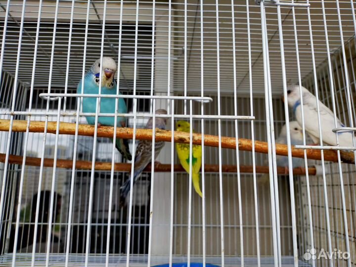 Продаются попугаи