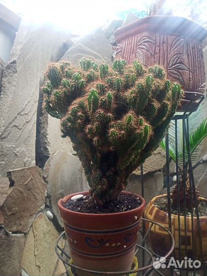 Кактус скала