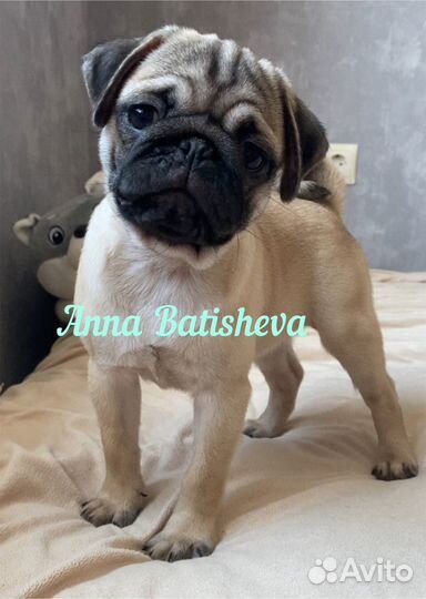 Мопсики черные