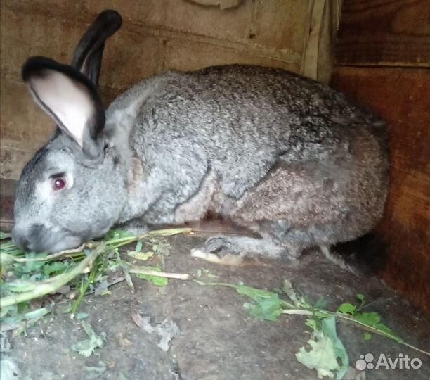 Кролик