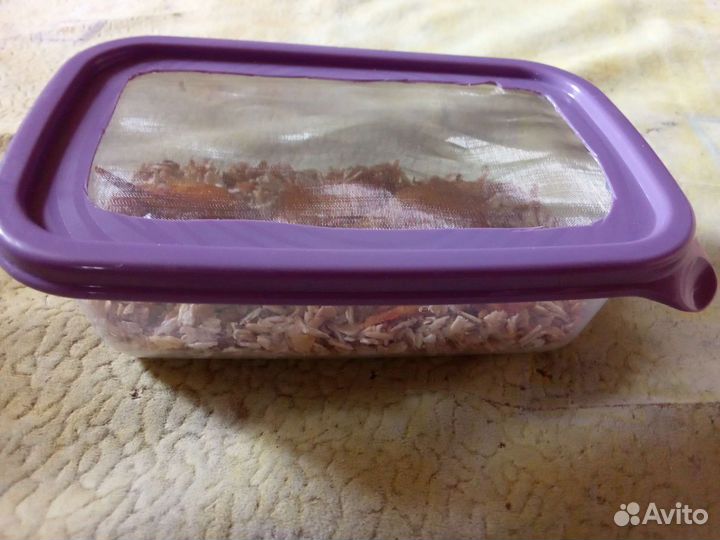 Личинки жука Знахаря