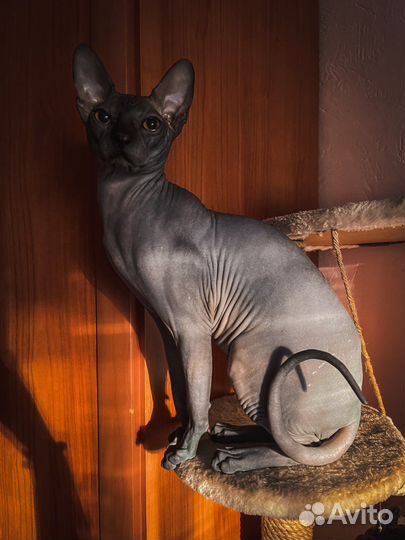 Канадский сфинкс