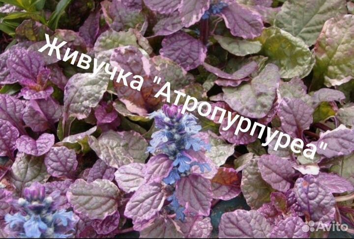 Живучка ползучая