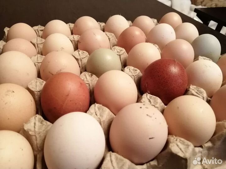 Инкубационное яйцо