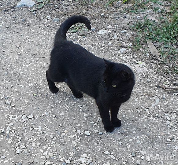 В добрые руки