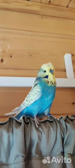 Пара попугаев разведение волнистый чех выставочный