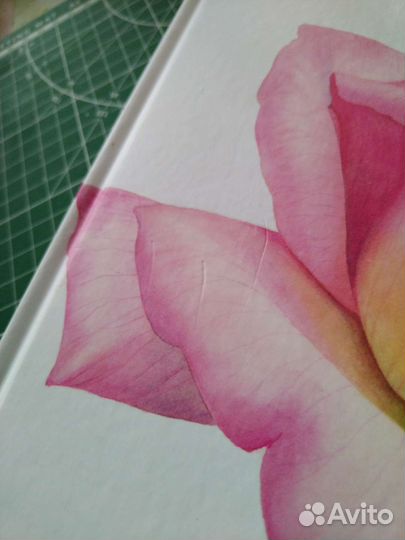 Книга Ботанические портреты