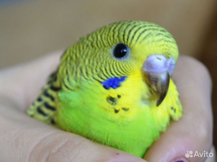 Попугайчики волнистики