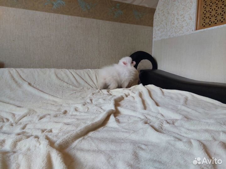 Померанский шпиц мини