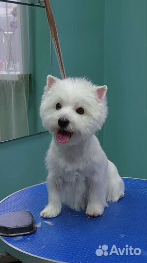 Тримминг всех пород, стрижки собак