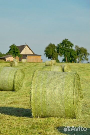 Сено в рулонах