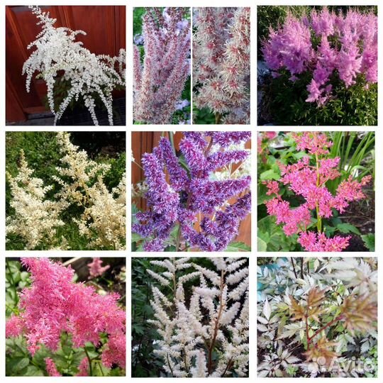 Астильба элегантная красавица