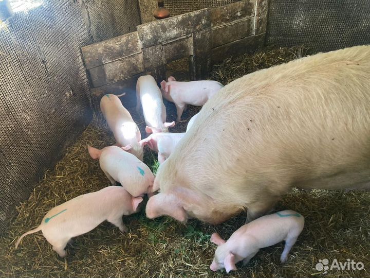 Поросята