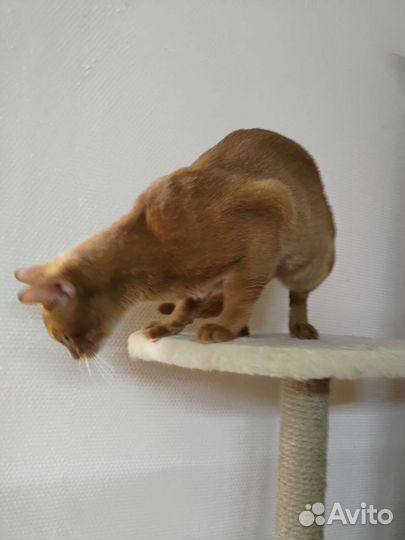 Абиссинский кот вязка