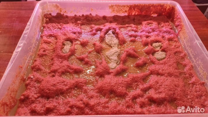 Трубочник Изя