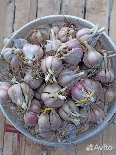 Чеснок озимый