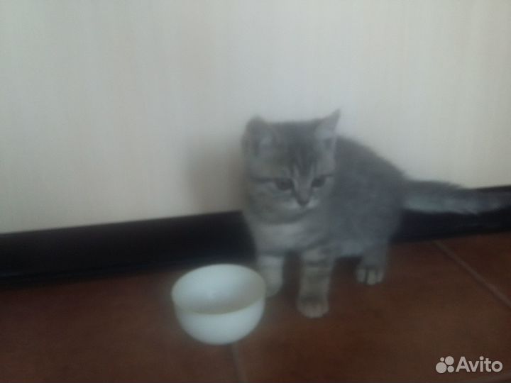 Британские котята короткошерстные