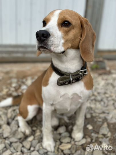 Вязка кобель бигль