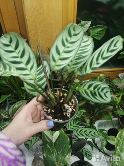 Ктенанта бурле маркси