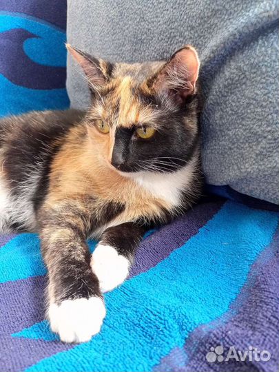 Кошка 1,5 года
