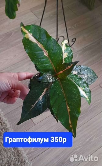 Фикусы.Граптофилум