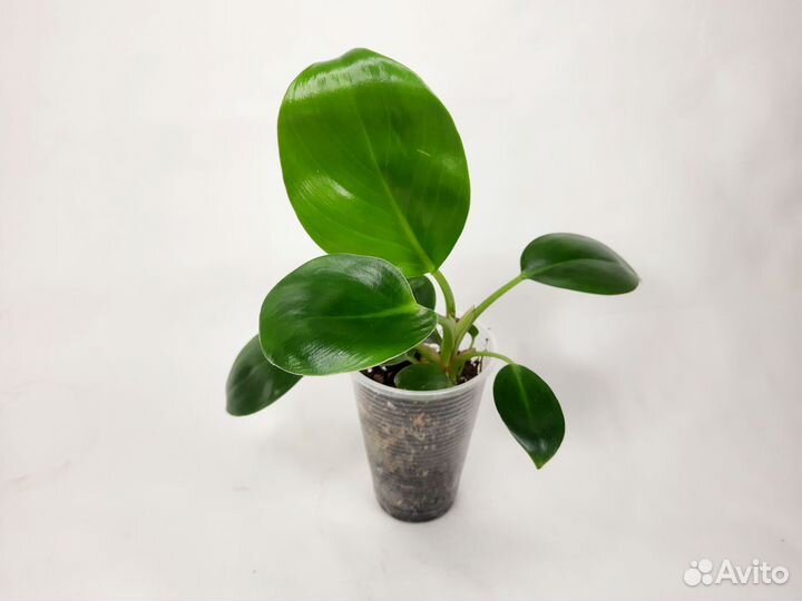 Филодендрон биркин
