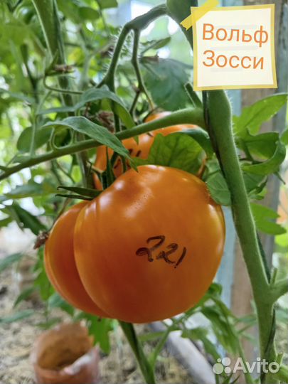 Семена коллекционных сортов томатов