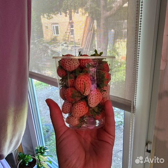 Саженцы клубники Бьянка Фрагола (Bianka Fragola 5)