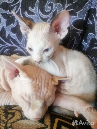 Канадский сфинкс котенок девочка