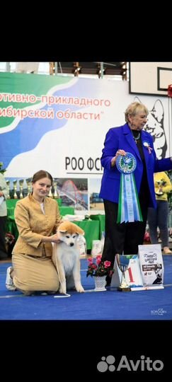 Собаки щенки