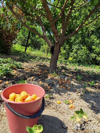 Курага домашняя горная дагестанская