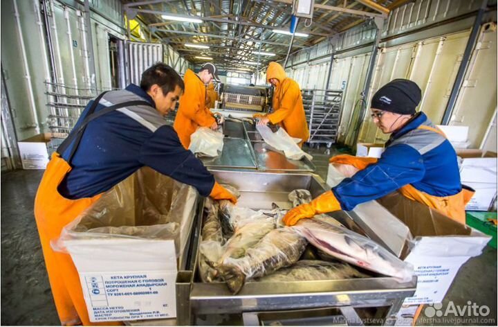 Фасовщик/упаковщик/рыбное производство г.Ломоносов