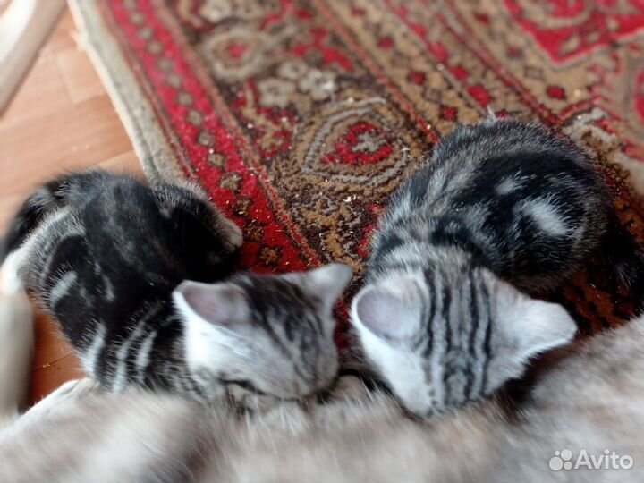 Девочки-шотландки