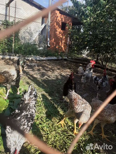 Петухи породистые