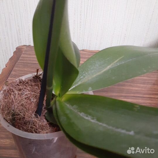 Орхидея фаленопсис