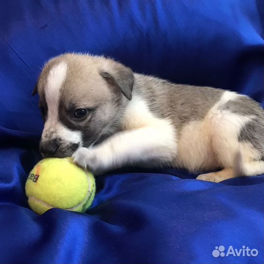 Щенки в добрые руки