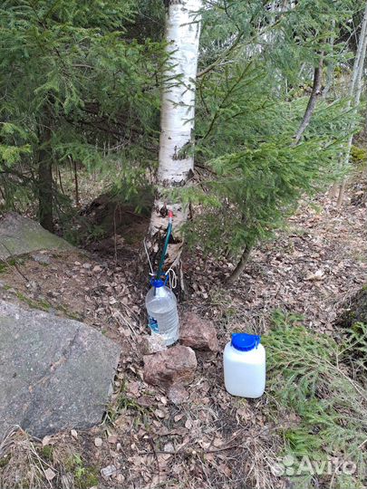 Сок березовый