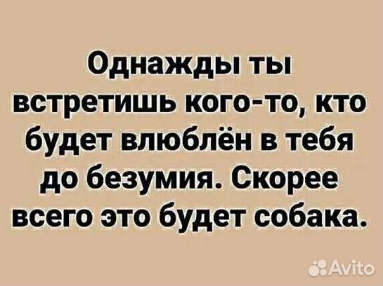 Собака в добрые руки. Рэй ищет дом