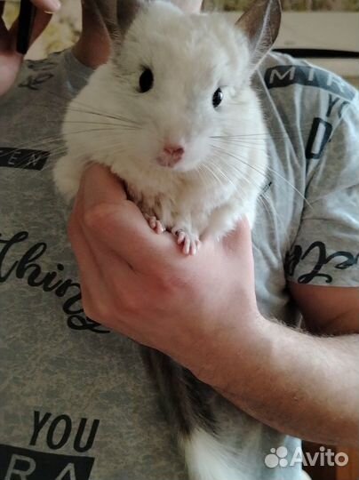 Шиншилла Белый Вильсон